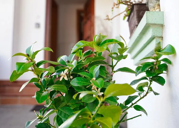 Pr' Pavleto Apartament